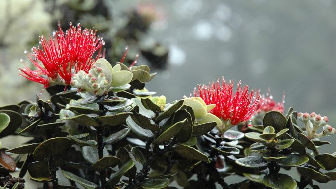 ohia-lehua