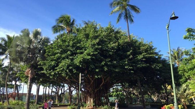 waikiki1125_7