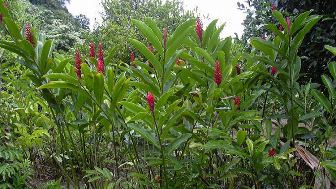 red ginger