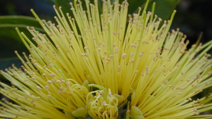 yellow lehua