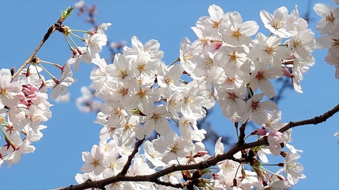 sakura20180316_12