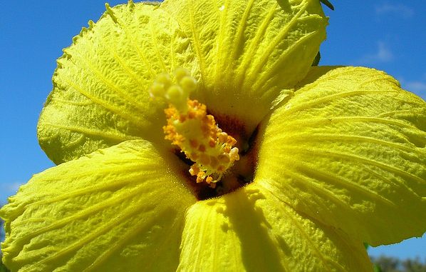 hibiscus2