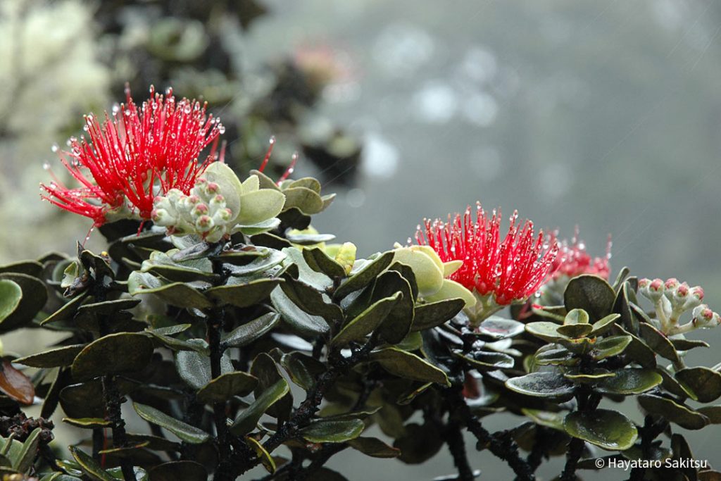 ohia-lehua