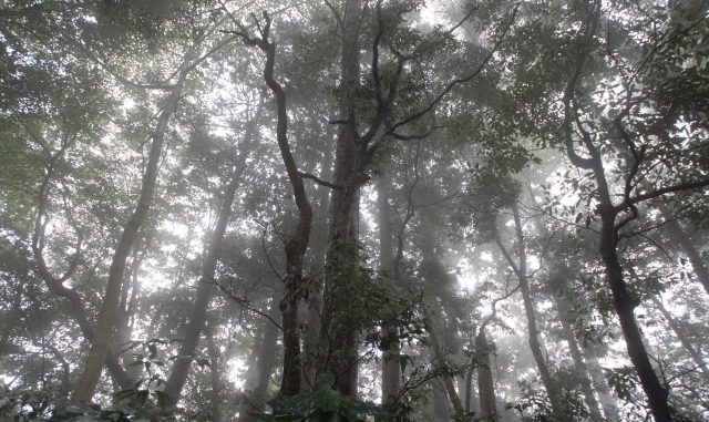 濃霧