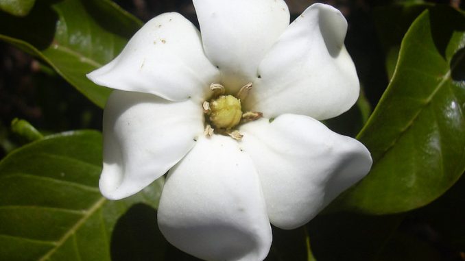 Gardenia brighamii