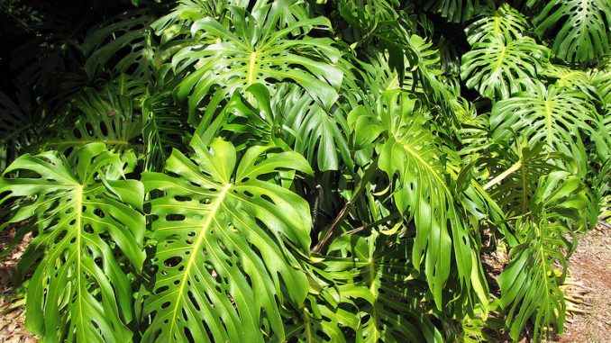 monstera
