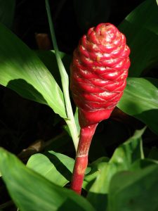 レッドジンジャー トロピカルな雰囲気がいっぱい ハワイで人気の赤い花 Musbic ムスビック