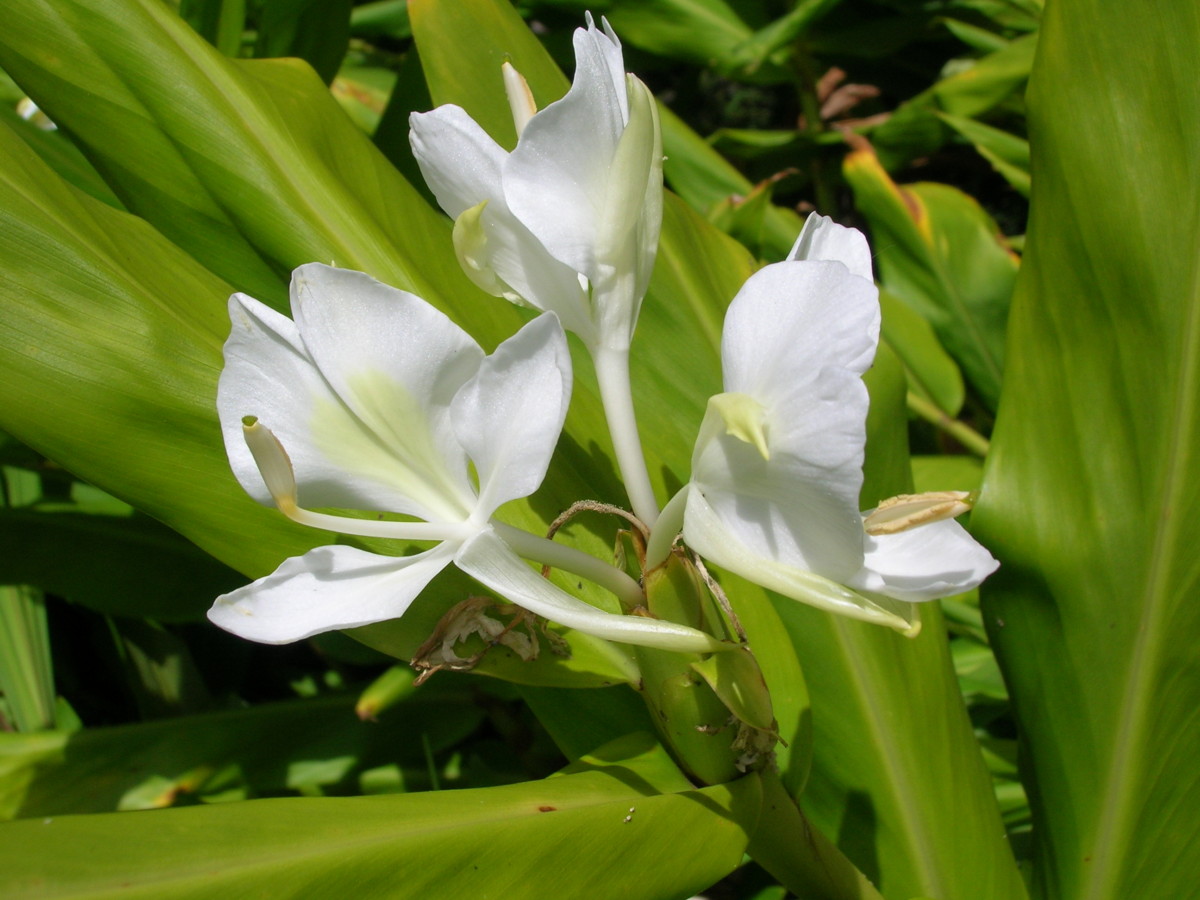 ホワイトジンジャー　ハワイ　外来植物