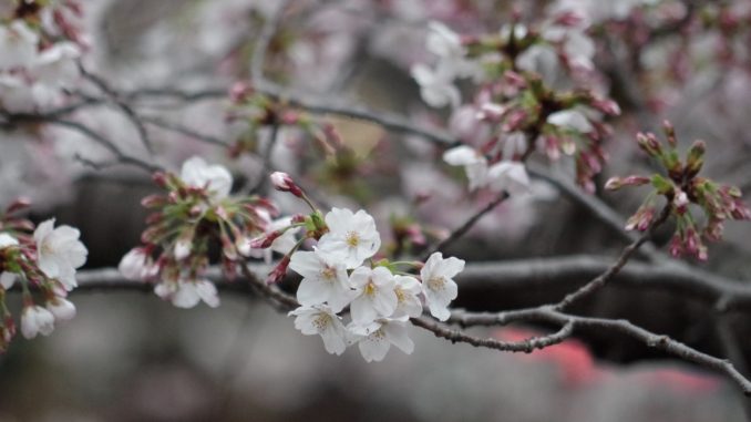 桜