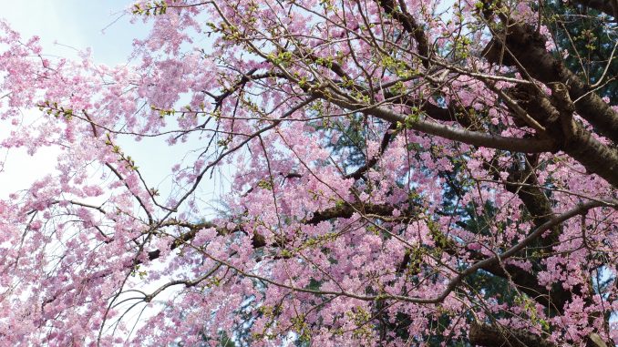 Sakura2017