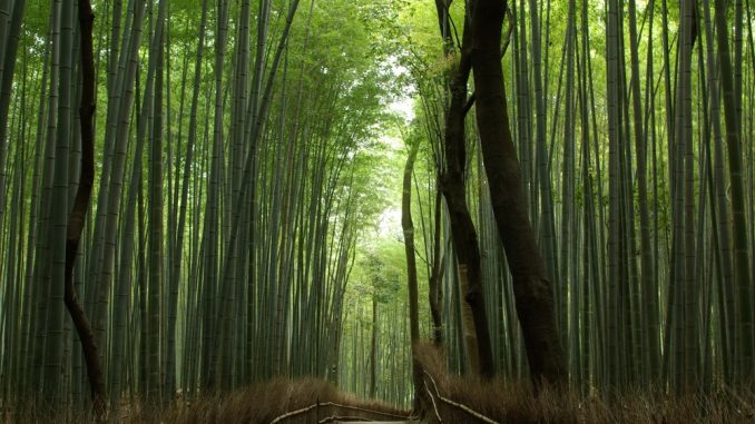 道