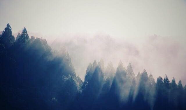 朝もや_7