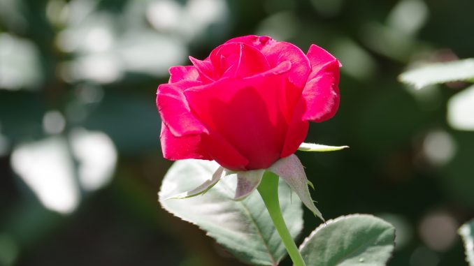 Red Rose