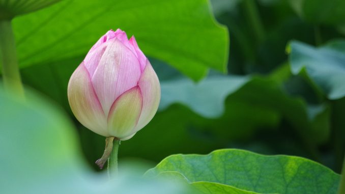 ハスの花