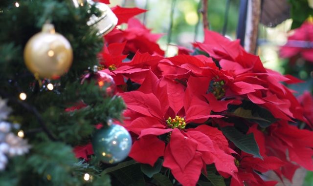 クリスマス1