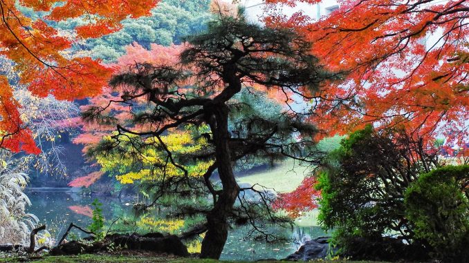 松と紅葉