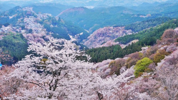吉野山　桜　