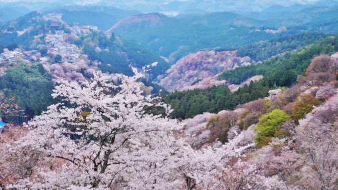 吉野山の桜_2