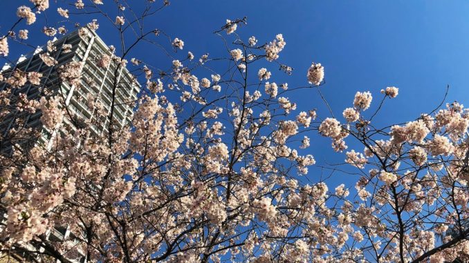 青空と桜
