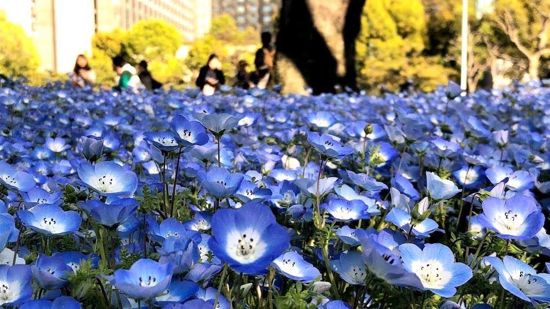 日本の春は桜だけじゃない 遠くに行かなくても楽しめる 春を彩る可憐な花たちを一挙にご紹介 Musbic ムスビック