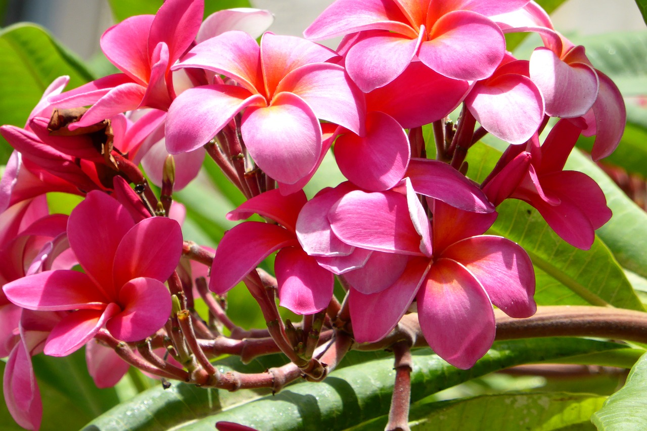 ハワイアン ソング Melia メリア 甘い香りの可憐な花プルメリアに 大切な人への想いを込めて Musbic ムスビック