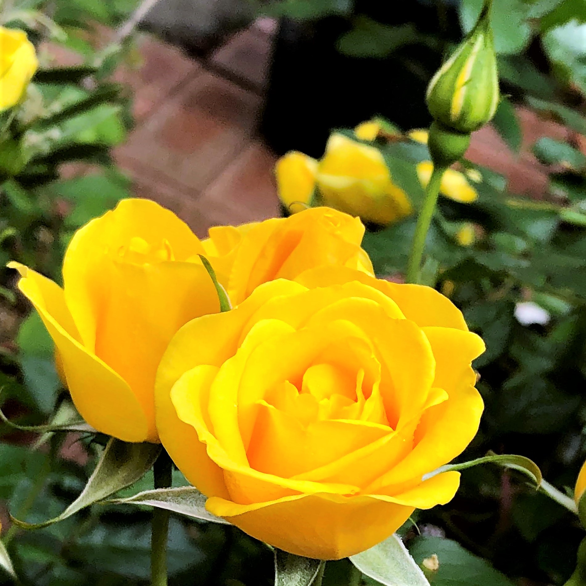 初夏の花　黄色いバラ