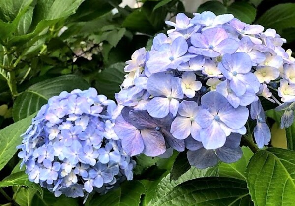紫陽花　初夏の花　マヤ暦