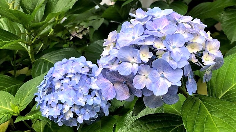 紫陽花　初夏の花　マヤ暦