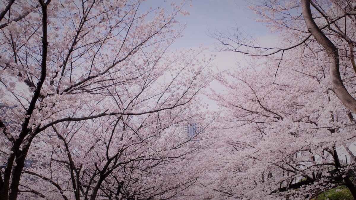 桜　桜吹雪　