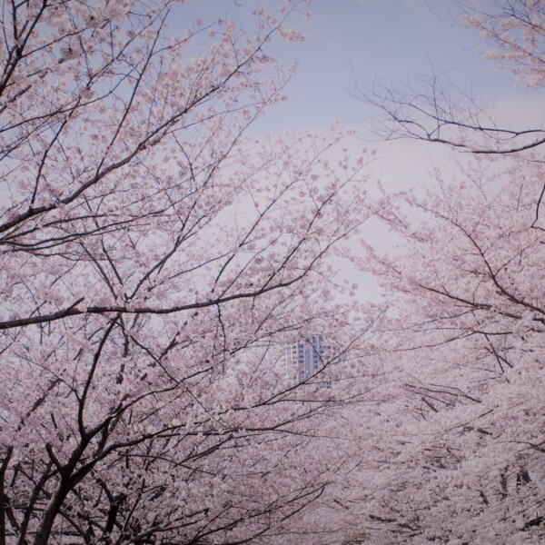 桜　桜吹雪　