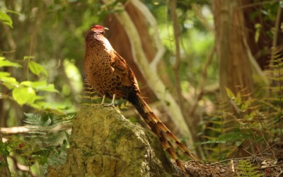 百人一首かるたの歌人エピソード第3番・柿本人麻呂~独り寝の夜の寂しさを楽し気に歌い上げた謎の天才歌人
