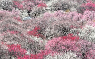 百人一首かるたの歌人エピソード第35番・紀貫之~歌と物語で 名を残した、日本文学史上の超重要人物!