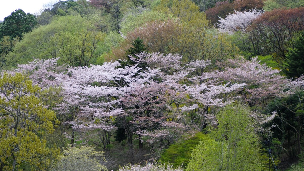 山桜　行尊　百人一首