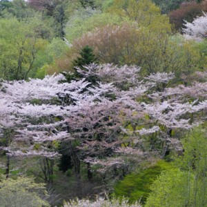 山桜　行尊　百人一首