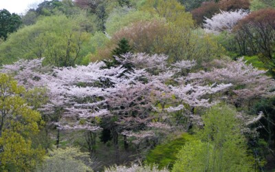 百人一首かるたの歌人エピソード第66番・前大僧正行尊～偉大な名僧、桜に癒される！