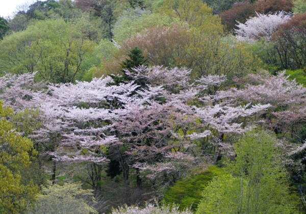 山桜　行尊　百人一首