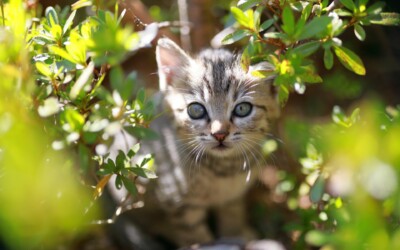 百人一首かるたの歌人エピソード第16番・中納言行平~百人一首の歌が迷子の猫を呼び戻すおまじない!?