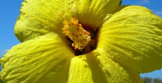 ハワイの8つの島々を象徴する8つの花たち フラダンスに込められたそれぞれのストーリーが素敵 Musbic ムスビック
